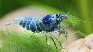 Caridina bee blue bolt Taiwan