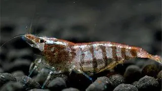 Caridina  babaulti stripes