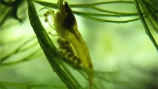 Neocaridina heteropoda Glass Shrimp