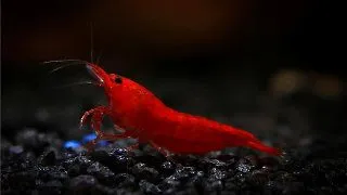 Neocaridina davidi bloody mary
