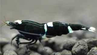 Caridina Taiwan bee King Kong