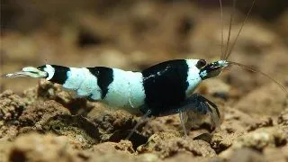 Caridina bee panda Taiwan