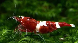 Caridina sp. bee wine red Taiwan