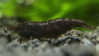 Neocaridina black star shrimp