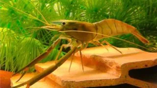 Macrobranchium aspelurum