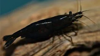 Neocaridina davidi black rose