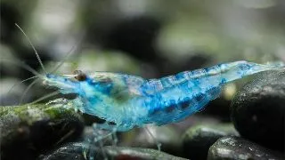 Neocaridina davidi blue mary