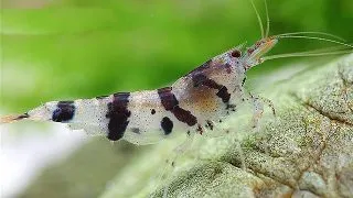 Caridina sp. raccoon tiger