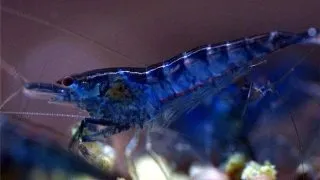 Neocaridina davidi topas blue