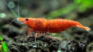 Neocaridina sp. Fire