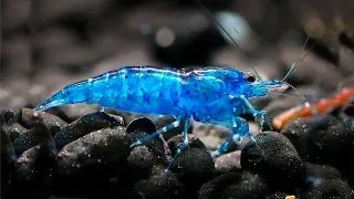 Neocaridina heteropoda Blue Velvet