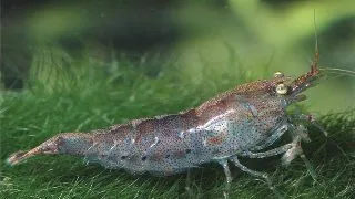 Neocaridina palmata