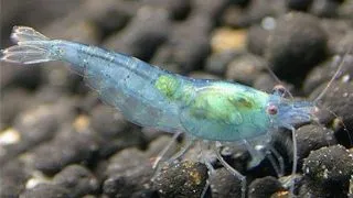 Neocaridina sp. blue star striped