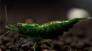Neocaridina davidi green jade