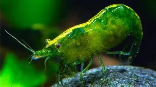 Neocaridina davidi green