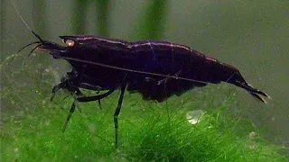 Neocaridina heteropoda sp. full black rilli shrimp