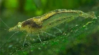 Neocaridina denticulata