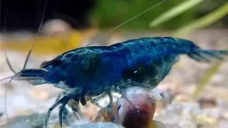 Neocaridna davidi blue dream