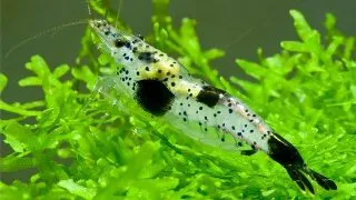 Neocaridina denticulata black carbon rilli