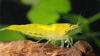 Neocaridina palmata green