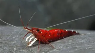 Caridina sp. Cardinal