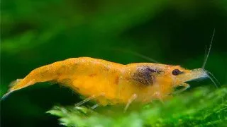Neocaridina davidi orange green