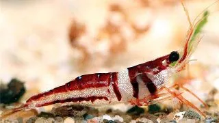 Caridina spingocola