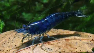 Neocaridina heteropoda blue diamond