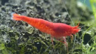 Halocaridina rubra (brackish water)