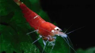 Caridina cantonensis super crystal red