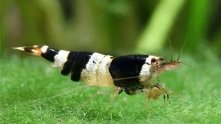 Caridina sp. Black &amp; white crystal