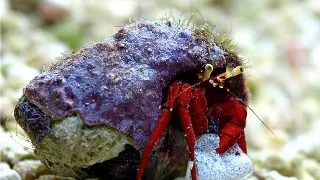 Crab Hermit Clibanarius Rutilus
