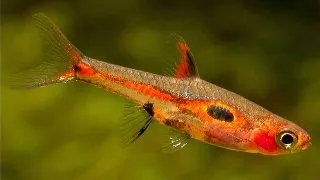 Boraras Merah