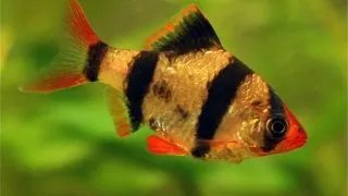 Barbus Tetrazona