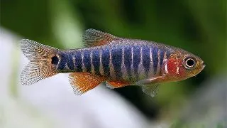 Microrasbora Erythromicon