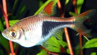 Rasbora heteromorpha