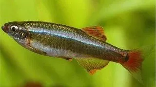 Tanichthys albonubes