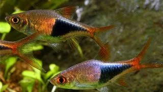 Rasbora Heteromorpha Black