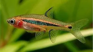 Boraras urophthalmoides