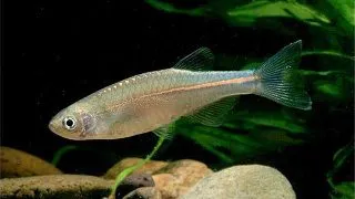 Brachydanio albolineatus