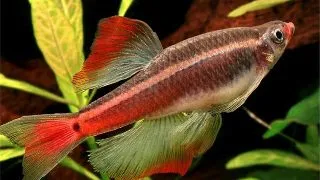 Tanichthys albonubes long fin