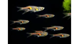 Rasbora hengeli