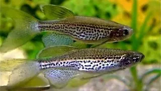 Brachydanio frankei long fin