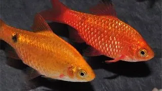 Barbus conchonius