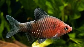 Barbus/Puntius nigrofasciatus