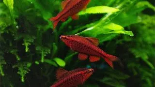 Barbus titteya