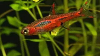 Boraras Brigittae