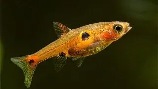 Boraras Naevus