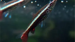 Nannobrycon eques