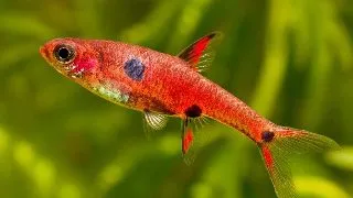 Rasbora maculata